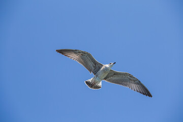 Seagull flying on blue sky background, closeup