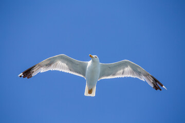 Seagull flying on blue sky background, closeup