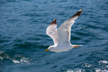 A lone seagull flies over sea water, closeup