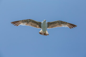Seagull flying on blue sky background, closeup