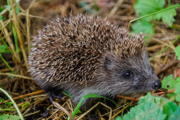 Hedgehog in the green grass