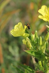 bee on a yellow flower