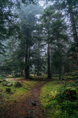 Fototapeta na wymiar Path through the mountain in the forest, in aran valley, Catalonia, Spain