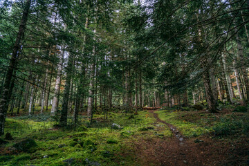 Path through the mountain in the forest, in aran valley, Catalonia, Spain