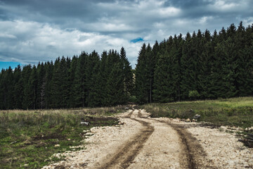 Fototapeta na wymiar Stone path to the heart of the forest