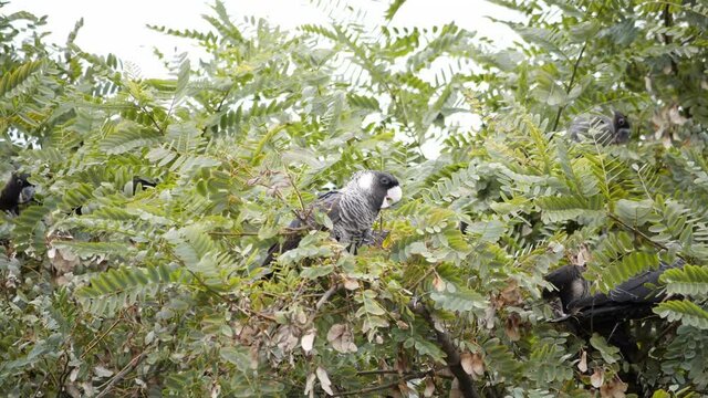 A short-billed black cockatoo sits in a tree and eats seeds in Australia