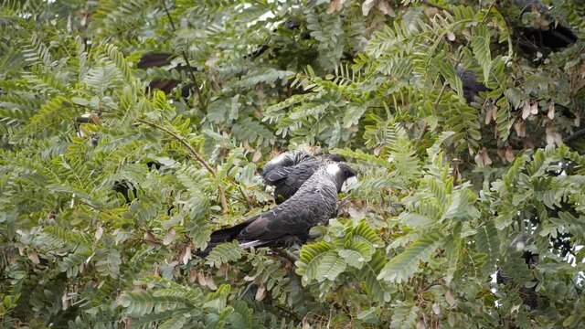 Carnaby's Cockatoo's fly and sit in a tree while eating Banksia flowers, Australia