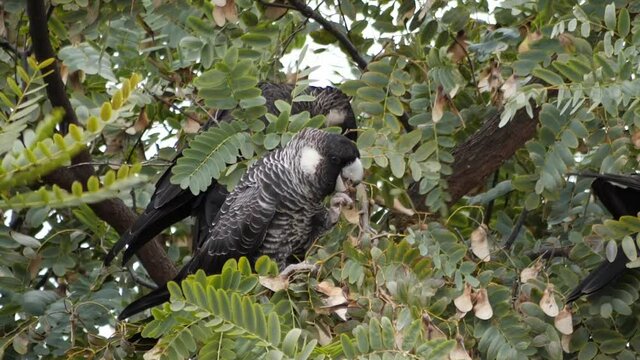 Two Carnaby Cockatoo's sit in a tree in their natural habitat of Australia