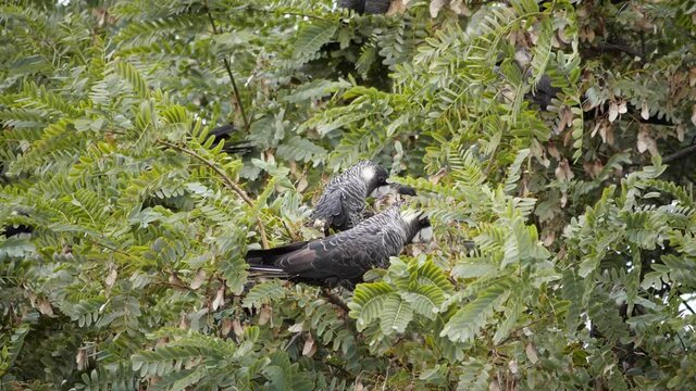 Several Carnaby Cockatoo's sit in a tree in Australia and eat seeds