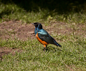 Brightly colored blue and orange tropical tanager, small fruit-eating bird