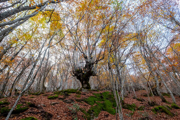beech forest in the mountain in the Carlac forest, in aran valley, Catalonia, Spain