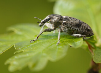 Bug on oak leaf