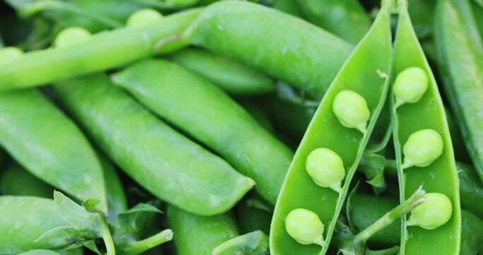 Fresh green peas pods rotation close up. Peas background. Loop motion