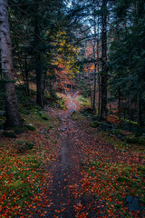 Path through the mountain in the forest, in aran valley, Catalonia, Spain