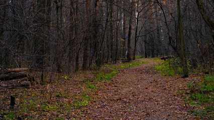 A path in the autumn forest, a sad forest