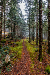 Path through the mountain in the forest, in aran valley, Catalonia, Spain