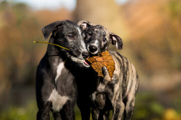 zwei Welpen spielen mit einem Blatt
