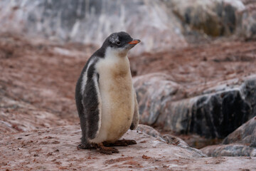 Gentoo Penguin in Antarctica