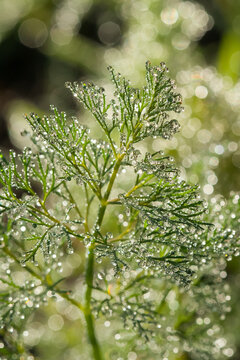 Dew lies on a branch of dill, close-up,