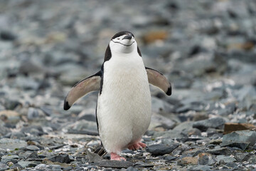 Fototapeta premium Chinstrap Penguin in Antarctica