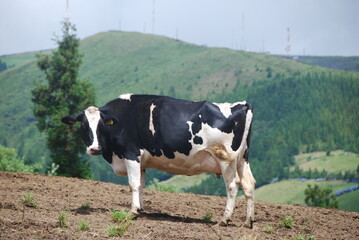 Cow in a field