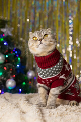 Funny cat in a New Year's red sweater on the background of a Christmas tree and shiny tinsel. New Year 2022 is the year of the tiger. The coming new year. Happy New Year. Vertical photo.