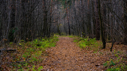 A path in the autumn forest, blue sky, green grass.Russian forest in autumn.Pine birch.A fern by the road.Dense forest