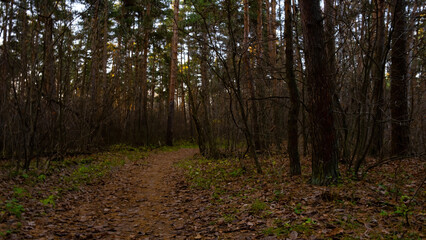 A path in the autumn forest, blue sky, green grass.Russian forest in autumn.Pine birch.A fern by the road.Turn