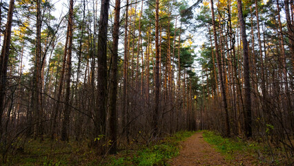 A path in the autumn forest, blue sky, green grass.Russian Forest
