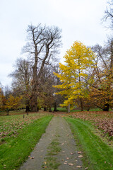 Fototapeta na wymiar Petworth House Gardens Autumn Clour