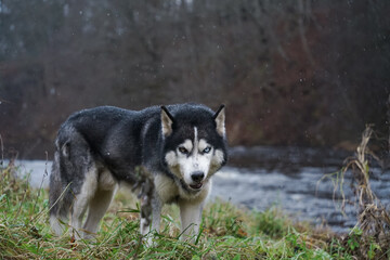 siberian husky dog