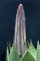 agave titanota