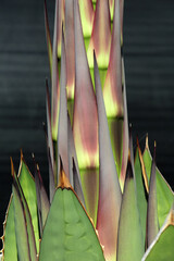 agave titanota