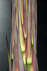 agave titanota