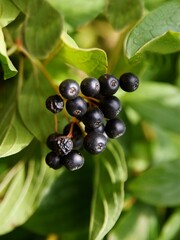 black,small fruits of Cornus sanguinea bush at autumn