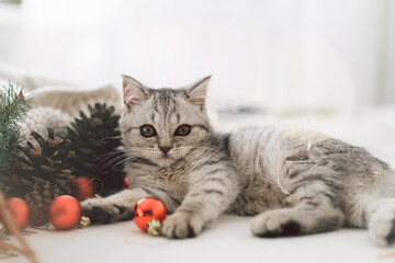 Fototapeta na wymiar A cute tabby kitten of the Scottish straight cat breed plays with Christmas toys. Good New Year spirit. Ready postcard. Happy New Year animal, pet, cat.