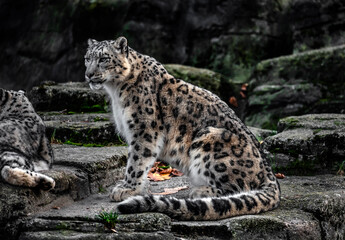 Naklejka na ściany i meble Snow leopard sitting on the rock. Latin name - Uncia uncia