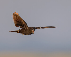 A lark bunting in flight; Wyoming