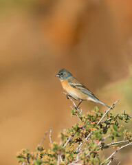 A lazuli bunting perches in the morning light.