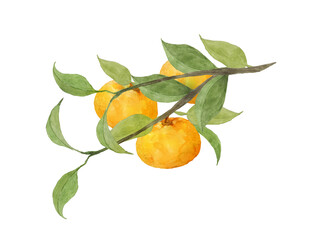 ミカンの枝の水彩画