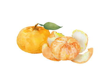 ミカンの水彩画