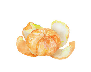 皮をむいたミカンの水彩画