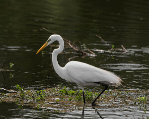 Garza blanca - (Ardea alba)
