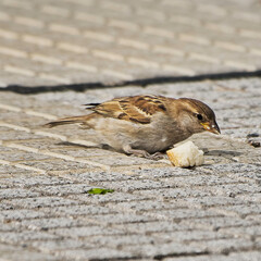 Gorrión (Passer domesticus)