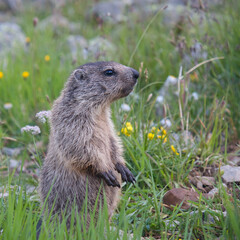 Naklejka na ściany i meble young marmot stands in a colorful meadow