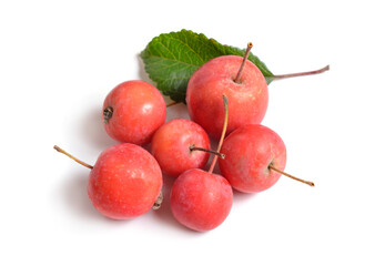 Malus baccata known by the common names Siberian crab apple, Siberian crab, Manchurian crab apple