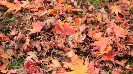 Obraz premium autumn leaves background
