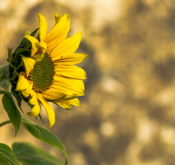 Sunflower on a blurry background