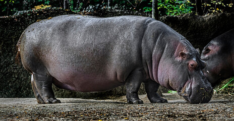 Hippopotamus on the ground in its enclosure. Latin name - Hippopotamus amphibius