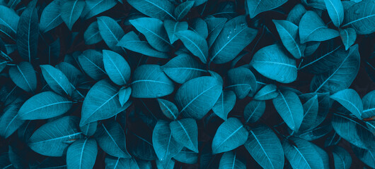 abstract green leaf texture, nature background, tropical leaf
